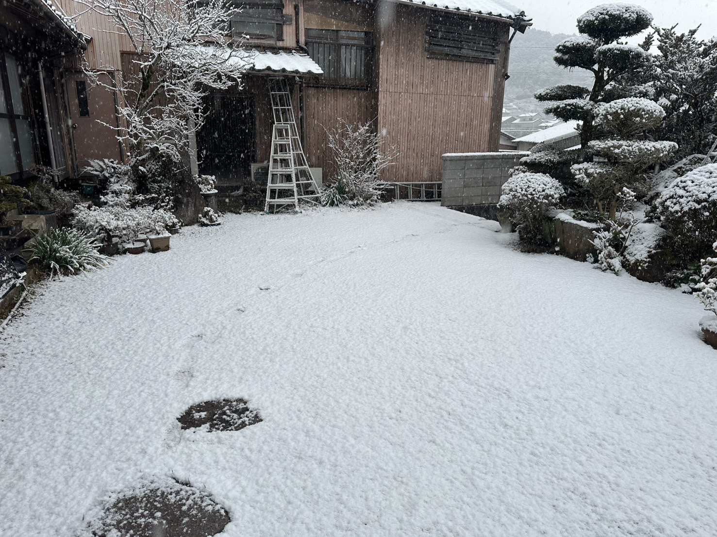 庭先に積もった雪